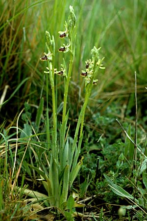 Ophrys riojana / La Rioja Orchid, E  Logrono 7.5.2000 