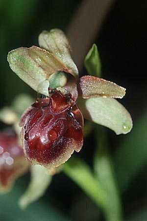 Ophrys riojana, E  Logrono 26.5.2002 
