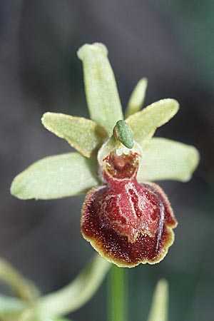 [click] Ophrys riojana, E   Prov. Burgos, Poza de la Sal 28.5.2002 