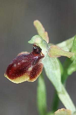 Ophrys riojana, E  Prov. Burgos, Poza de la Sal 28.5.2002 