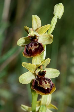 Ophrys riojana / La Rioja Orchid, E  Prov. Burgos, Poza de la Sal 28.5.2002 