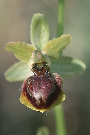 Ophrys riojana, E  La Rioja, Haro 22.5.2003 