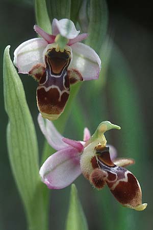 Ophrys sphegifera \ Tunesische Ragwurz / Tunisian Bee Orchid, E  Carratraca 20.4.1999 