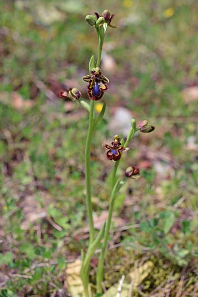 Ophrys speculum \ Spiegel-Ragwurz / Mirror Orchid, E  Alhaurin El Grande 3.4.2018 (Photo: Christian Schlomann)