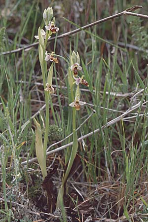 Ophrys sphegifera \ Tunesische Ragwurz, E  Carratraca 20.4.1999 