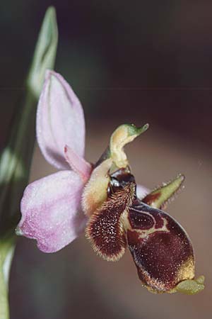 Ophrys sphegifera \ Tunesische Ragwurz / Tunisian Bee Orchid, E  Alhaurin El Grande 25.3.2002 