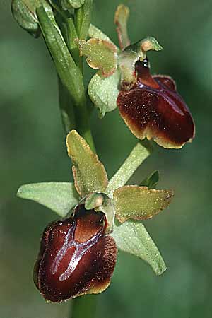 Ophrys sphegodes \ Spinnen-Ragwurz / Early Spider Orchid (s.l.), E  La Rioja, Ezcaray 27.5.2002 
