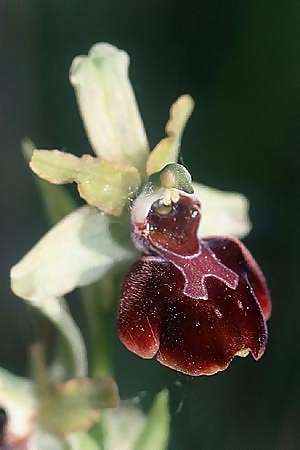 Ophrys sphegodes \ Spinnen-Ragwurz / Early Spider Orchid (s.l.), E  Navarra, Pamplona 21.5.2003 