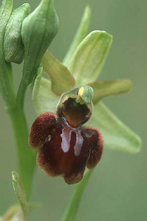 Ophrys sphegodes \ Spinnen-Ragwurz / Early Spider Orchid (s.l.), E  Prov. Teruel, La Iglesuela del Cid 24.5.2004 