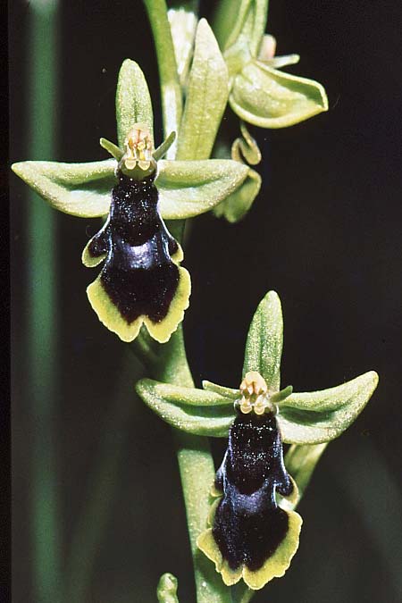 Ophrys subinsectifera \ Kleinblütige Fliegen-Ragwurz / Small-Flowered Fly Orchid, E  Solsona 21.5.1990 (Photo: Jan & Liesbeth Essink)