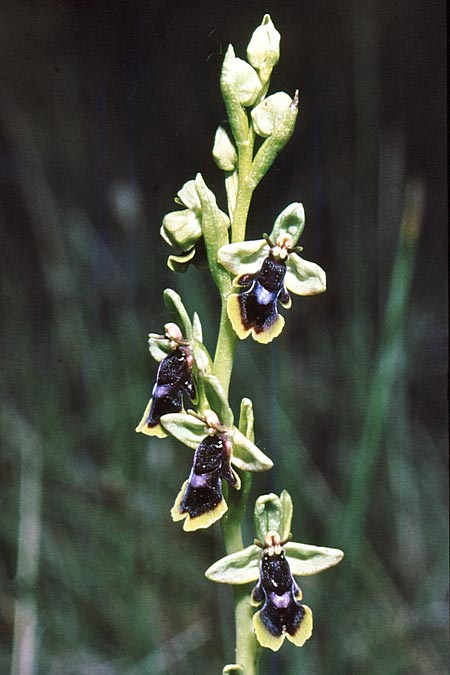 Ophrys subinsectifera \ Kleinblütige Fliegen-Ragwurz / Small-Flowered Fly Orchid, E  Solsona 21.5.1990 (Photo: Jan & Liesbeth Essink)