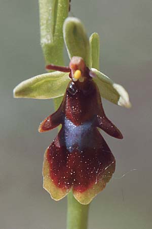 Ophrys subinsectifera / Small-Flowered Fly Orchid, E  Catalunya Vic 6.5.2000 