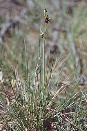 Ophrys subinsectifera \ Kleinblütige Fliegen-Ragwurz / Small-Flowered Fly Orchid, E  Katalonien/Catalunya Vic 6.5.2000 