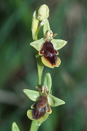 Ophrys subinsectifera \ Kleinblütige Fliegen-Ragwurz / Small-Flowered Fly Orchid, E  Navarra, Pamplona 26.5.2002 