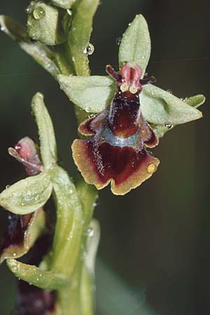 Ophrys subinsectifera \ Kleinblütige Fliegen-Ragwurz, E  Navarra, Pamplona 26.5.2002 