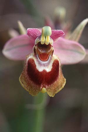Ophrys ficalhoana \ Spätblühende Wespen-Ragwurz / Late Sawfly Orchid (ronda ?), E  Ronda 20.4.1999 
