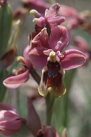 Ophrys ficalhoana / Late Sawfly Orchid, E  Estremadura Merida 22.4.1999 