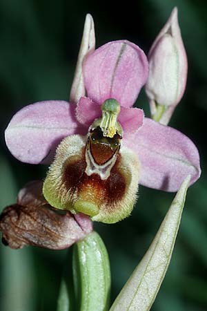 Ophrys ficalhoana \ Spätblühende Wespen-Ragwurz, E  Navarra, Pamplona 28.5.2002 