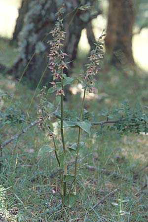 Epipactis tremolsii \ Tremols' Ständelwurz, E  Prov. Teruel, Cuarto Pelado 10.7.2003 