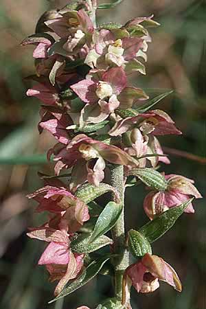 Epipactis helleborine xerotherme-var. \ Breitblättrige Ständelwurz / Broad-Leaved Helleborine, E  Prov. Teruel, Cuarto Pelado 10.7.2003 