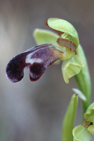 Ophrys vasconica / Gascogne Orchid, E  Navarra, Pamplona 7.5.2000 