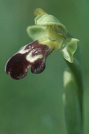 Ophrys vasconica \ Gascogne-Ragwurz / Gascogne Orchid, E  Navarra, Pamplona 2.5.2004 