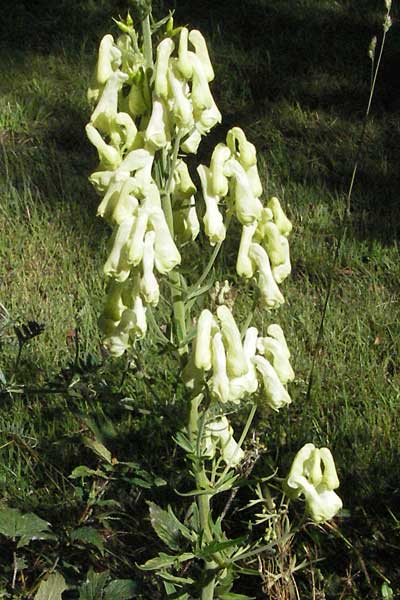 Aconitum lycoctonum subsp. neapolitanum / Lamarck's Wolfsbane, F Pyrenees, Eyne 9.8.2006