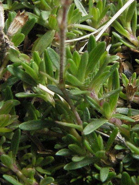 Arenaria ciliata \ Bewimpertes Sandkraut, F Pyrenäen, Eyne 9.8.2006