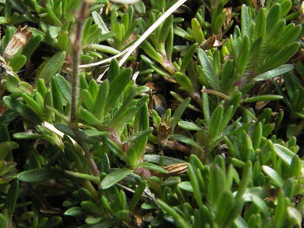 Arenaria ciliata \ Bewimpertes Sandkraut, F Pyrenäen, Eyne 9.8.2006