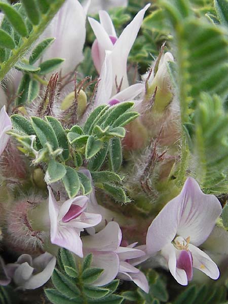 Astragalus sempervirens / Mountain Tragacanth, F Col de la Bonette 8.7.2016