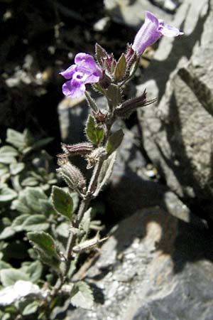 Clinopodium alpinum \ Alpen-Steinquendel, Alpen-Bergminze, Andorra Grau Roig 10.8.2006