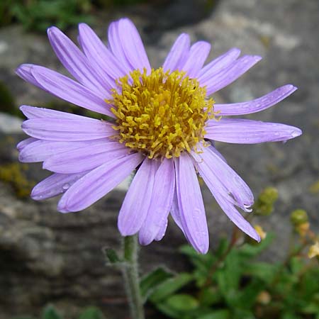 Aster alpinus / Alpine Aster, F Pyrenees, Col de Pailhères 27.6.2008