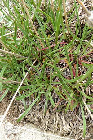 Armeria maritima subsp. alpina \ Alpen-Grasnelke / Alpine Thrift, F Col de la Bonette 8.7.2016