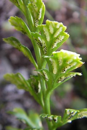 Asplenium adiantum-nigrum / Black Spleenwort, F Pyrenees, Gourette 25.8.2011