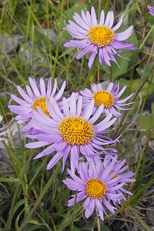 Aster alpinus / Alpine Aster, F Col de la Bonette 8.7.2016