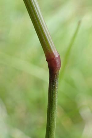 Anthoxanthum alpinum \ Alpen-Ruch-Gras / Alpine Vernal Grass, F Col de la Bonette 8.7.2016