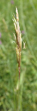 Anthoxanthum alpinum \ Alpen-Ruch-Gras, F Collet de Allevard 9.7.2016