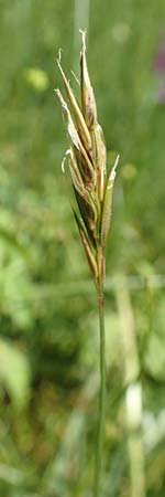 Anthoxanthum alpinum \ Alpen-Ruch-Gras / Alpine Vernal Grass, F Collet de Allevard 9.7.2016
