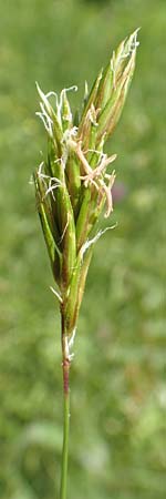 Anthoxanthum alpinum \ Alpen-Ruch-Gras / Alpine Vernal Grass, F Collet de Allevard 9.7.2016