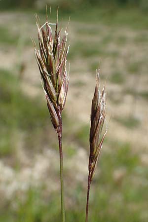 Anthoxanthum alpinum \ Alpen-Ruch-Gras, F Collet de Allevard 9.7.2016