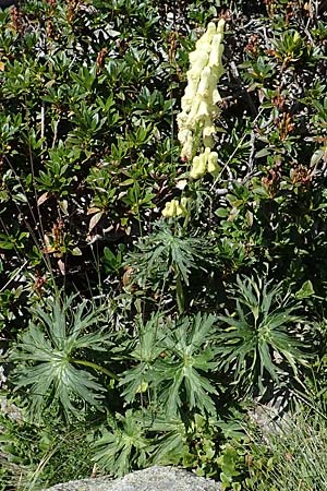 Aconitum lycoctonum subsp. neapolitanum / Lamarck's Wolfsbane, F Pyrenees, Mont Louis 3.8.2018