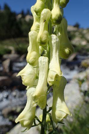 Aconitum lycoctonum subsp. neapolitanum \ Hahnenfublttriger Eisenhut / Lamarck's Wolfsbane, F Pyrenäen/Pyrenees, Mont Louis 3.8.2018