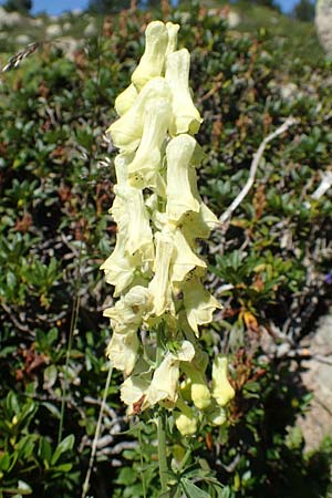 Aconitum lycoctonum subsp. neapolitanum / Lamarck's Wolfsbane, F Pyrenees, Mont Louis 3.8.2018