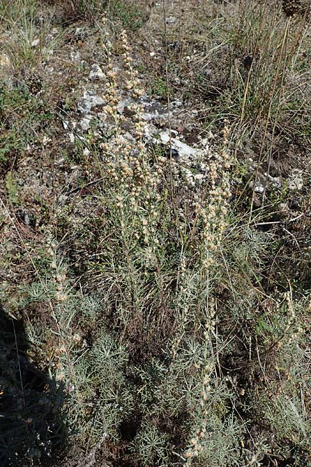 Artemisia alba \ Kampfer-Wermut, Cola-Strauch, F Elsass, Westhalten 24.9.2021