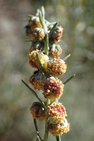 Artemisia alba / Camphor Wormwood, F Alsace, Westhalten 24.9.2021