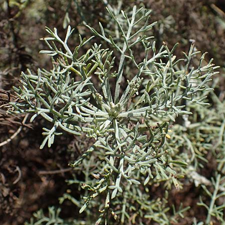 Artemisia alba \ Kampfer-Wermut, Cola-Strauch / Camphor Wormwood, F Elsass/Alsace, Westhalten 24.9.2021