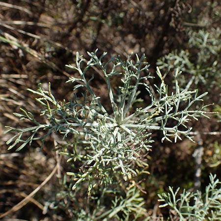 Artemisia alba \ Kampfer-Wermut, Cola-Strauch, F Elsass, Westhalten 24.9.2021