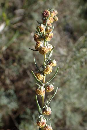 Artemisia alba \ Kampfer-Wermut, Cola-Strauch / Camphor Wormwood, F Elsass/Alsace, Westhalten 24.9.2021