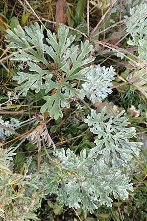 Artemisia absinthium \ Wermut / Wormwood, F Bonneval-sur-Arc 6.10.2021