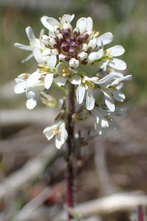 Arabis auriculata \ Gehrte Gnsekresse / Annual Rock-Cress, F Caussols 2.5.2023